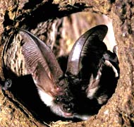 Long-eared bat, Plecotus austriacus