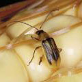 кукурудзяний жук - Diabrotica vergifera