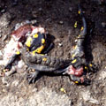 Salamandra salamandra. photo by Oksana Stankiewicz